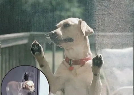 Pet-resistant Insect Screen