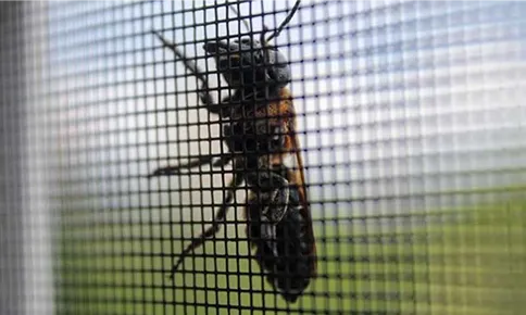 Protection From Small Insects