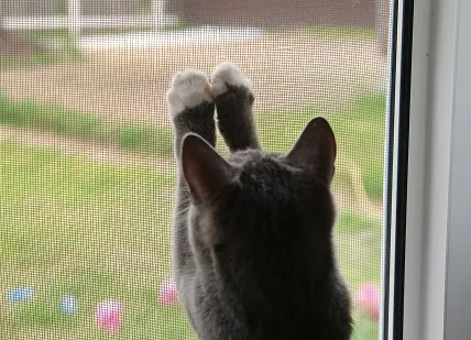 Window Screen