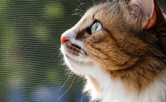 Pet Screen