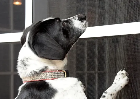 Pet Screen